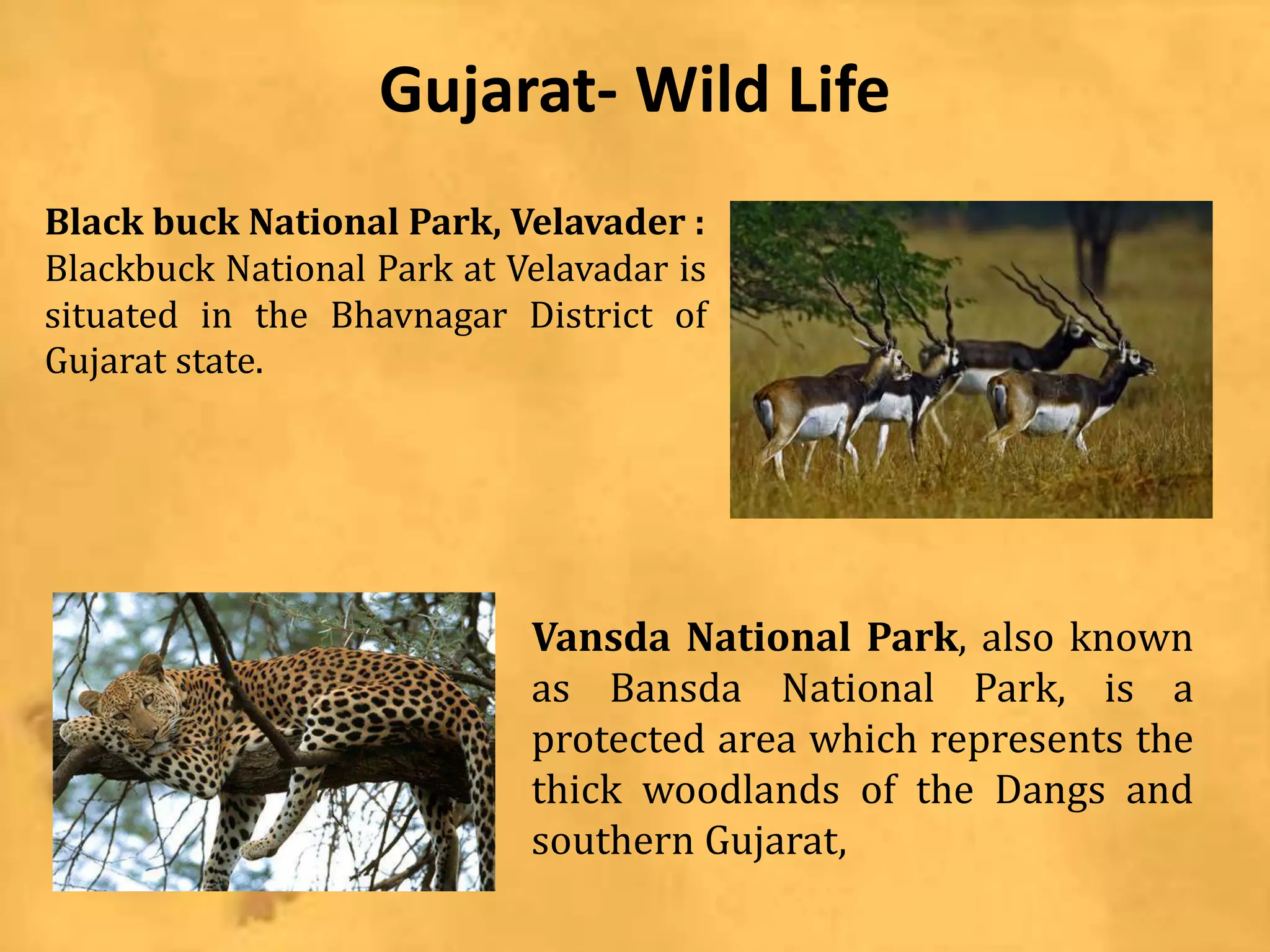 Gujarat- Wild Life
Black buck National Park, Velavader :
Blackbuck National Park at Velavadar is
situated in the Bhavnagar District of
Gujarat state.
Vansda National Park, also known
as Bansda National Park, is a
protected area which represents the
thick woodlands of the Dangs and
southern Gujarat,
 