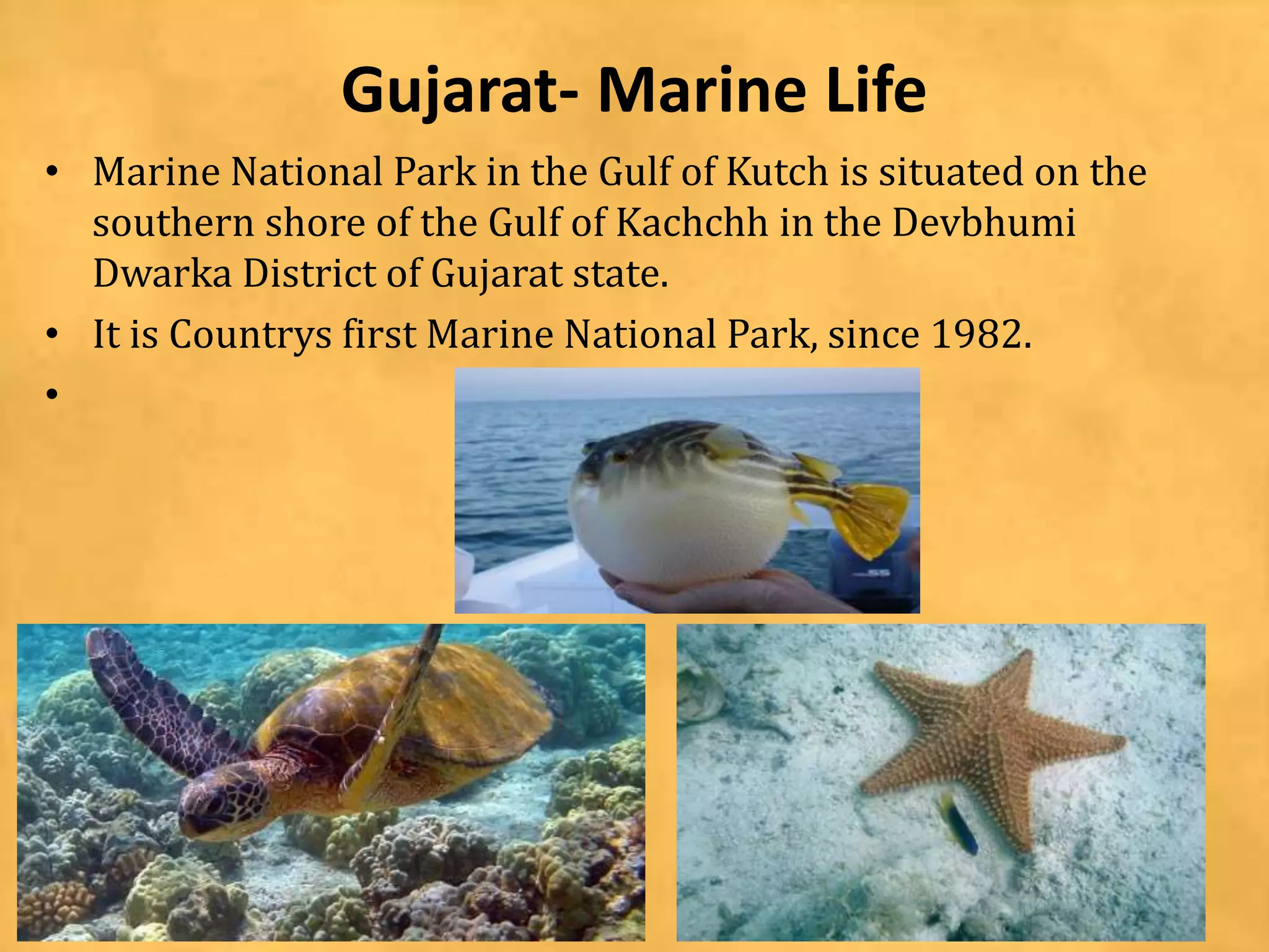 Gujarat- Marine Life
• Marine National Park in the Gulf of Kutch is situated on the
southern shore of the Gulf of Kachchh in the Devbhumi
Dwarka District of Gujarat state.
• It is Countrys first Marine National Park, since 1982.
•
 