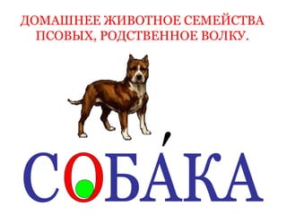 ДОМАШНЕЕ ЖИВОТНОЕ СЕМЕЙСТВА
ПСОВЫХ, РОДСТВЕННОЕ ВОЛКУ.
′
 