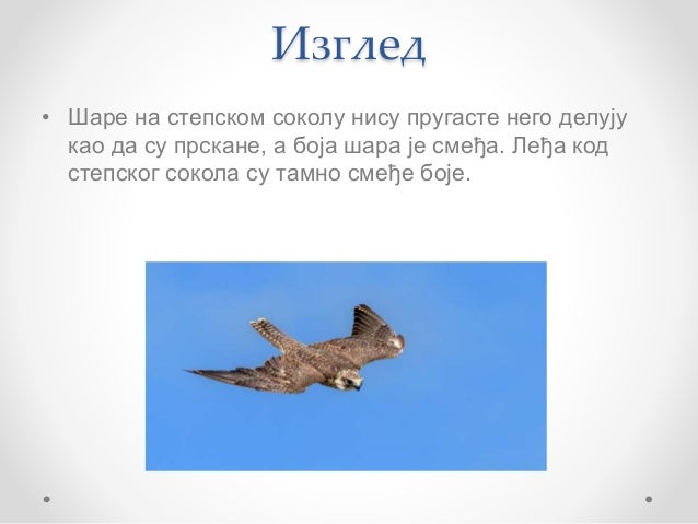 Степски соко