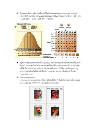 ลักษณะทางพันธุกรรมที่ควบคุมด้วยพอลิยีน ยีนแต่ละคู่แสดงผลแบบบวกสะสม (additive
effect) ถ้ากาหนดให้ยีน 3 ตาแหน่งจะได้สัดส่วนทาง ฟีโนไทป์ ของลูกรุ่น F2 คือ 1/64 , 6/64
, 15/64 20/64 , 15/64 , 6/64 1/64 ตามลาดับ
 ปฏิกิริยาการข่มของยีนต่างตาแหน่ง (epistasis) คือ การเกิดปฏิกิริยาร่วมระหว่างยีนที่อยู่คนละ
ตาแหน่ง (locus) ซึ่งมีผลให้ยีนจากตาแหน่งหนึ่งไปเปลี่ยนแปลงอิทธิพลของยีน ณ อีกตาแหน่ง
หนึ่งได้ ซึ่งอาจเกิดขึ้นระหว่างยีนจาก 2 ตาแหน่งหรือมากกว่าก็ได้ ที่ควบคุมลักษณะปรากฎ
(phenotype) เดียวกัน ยีนที่ข่มตัวอื่นเรียกว่า epistatic gene ส่วนยีนที่ถูกข่ม เรียกว่า
“hypostatic gene”
 ประเภทของ Epistasis
1. Complementary epistasis : ต้องการผลิตผลที่สร้างจากยีนทั้งสองตาแหน่งเพื่อการแสดง
phenotype เช่น หงอนไก่ หรือ non epistatic interaction
 
