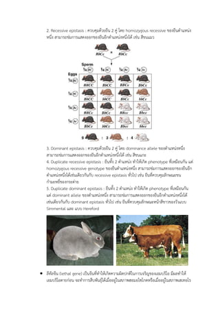 2. Recessive epistasis : ควบคุมด้วยยีน 2 คู่ โดย homozygous recessive ของยีนตาแหน่ง
หนึ่ง สามารถข่มการแสดงออกของยีนอีกตาแหน่งหนึ่งได้ เช่น สีขนแมว
3. Dominant epistasis : ควบคุมด้วยยีน 2 คู่ โดย dominance allele ของตาแหน่งหนึ่ง
สามารถข่มการแสดงออกของยีนอีกตาแหน่งหนึ่งได้ เช่น สีขนแกะ
4. Duplicate recessive epistasis : ยีนทั้ง 2 ตาแหน่ง ทาให้เกิด phenotype ที่เหมือนกัน แต่
homozygous recessive genotype ของยีนตาแหน่งหนึ่ง สามารถข่มการแสดงออกของยีนอีก
ตาแหน่งหนึ่งได้เช่นเดียวกันกับ recessive epistasis ทั่วไป เช่น ยีนที่ควบคุมลักษณะขน
กามะหยี่ของกระต่าย
5. Duplicate dominant epistasis : ยีนทั้ง 2 ตาแหน่ง ทาให้เกิด phenotype ที่เหมือนกัน
แต่ dominant allele ของตาแหน่งหนึ่ง สามารถข่มการแสดงออกของยีนอีกตาแหน่งหนึ่งได้
เช่นเดียวกันกับ dominant epistasis ทั่วไป เช่น ยีนที่ควบคุมลักษณะหน้าสีขาวของวัวแบบ
Simmental และ แบบ Hereford
 ลีทัลจีน (lethal gene) เป็นจีนที่ทาให้เกิดความผิดปกติในการเจริญของเอมบริโอ มีผลทาให้
เอมบริโอตายก่อน จะทาการสืบพันธุ์ได้เมื่ออยู่ในสภาพฮอมอไซโกตหรือเมื่ออยู่ในสภาพเฮเทอโร
 