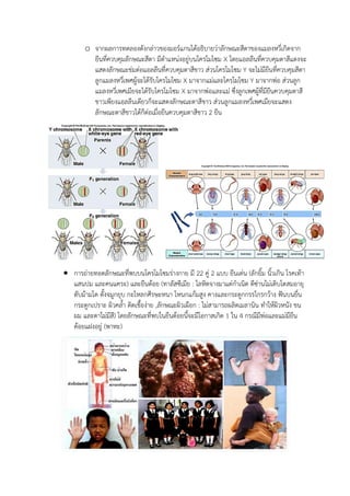 o จากผลการทดลองดังกล่าวของมอร์แกนได้อธิบายว่าลักษณะสีตาของแมลงหวี่เกิดจาก
ยีนที่ควบคุมลักษณะสีตา มีตาแหน่งอยู่บนโครโมโซม X โดยแอลลีนที่ควบคุมตาสีแดงจะ
แสดงลักษณะข่มต่อแอลลีนที่ควบคุมตาสีขาว ส่วนโครโมโซม Y จะไม่มียีนที่ควบคุมสีตา
ลูกแมลงหวี่เพศผู้จะได้รับโครโมโซม X มาจากแม่และโครโมโซม Y มาจากพ่อ ส่วนลูก
แมลงหวี่เพศเมียจะได้รับโครโมโซม X มาจากพ่อและแม่ ซึ่งลูกเพศผู้ที่มียีนควบคุมตาสี
ขาวเพียงแอลลีนเดียวก็จะแสดงลักษณะตาสีขาว ส่วนลูกแมลงหวี่เพศเมียจะแสดง
ลักษณะตาสีขาวได้ก็ต่อเมื่อยีนควบคุมตาสีขาว 2 ยีน
 การถ่ายทอดลักษณะที่พบบนโครโมโซมร่างกาย มี 22 คู่ 2 แบบ ยีนเด่น (ลักยิ้ม นิ้วเกิน โรคเท้า
แสนปม และคนแคระ) และยีนด้อย (ทาลัสซีเมีย : โลหิตจางมาแต่กาเนิด ดีซ่านไม่เติบโตสมอายุ
ตับม้ามโต ดั้งจมูกยุบ กะโหลกศีรษะหนา โหนกแก้มสูง คางและกระดูกกรรไกรกว้าง ฟันบนยื่น
กระดูกเปราะ ผิวคล้า ติดเชื้อง่าย ,ลักษณะผิวเผือก : ไม่สามารถผลิตเมลานิน ทาให้ผิวหนัง ขน
ผม และตาไม่มีสี) โดยลักษณะที่พบในยีนด้อยนี้จะมีโอกาสเกิด 1 ใน 4 กรณีมีพ่อและแม่มียีน
ด้อยแฝงอยู่ (พาหะ)
 
