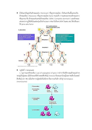  ถั่วลันเตาต้นสูงเป็นลักษณะเด่น ( Dominant ) ซึ่งถูกควบคุมโดย ถั่วลันเตาต้นเตี้ยแคระเป็น
ลักษณะด้อย ( Recessive ) ซึ่งถูกควบคุมโดย factor คนละตัว การแสดงออกของลักษณะทาง
พันธุกรรม คือ ลักษณะเด่นจะข่มลักษณะด้อย 100% ( Complete dominant ) และลักษณะ
เด่นจะปรากฏให้เห็นในแต่ละรุ่นเป็นจานวนมาก ต่อมาในปีพ.ศ.2454 โจแฮน เซน ได้เปลี่ยนมา
ใช้ gene แทน factor
 กฎข้อที่ 1 ของเมนเดล
1. กฎการแยกตัวของยีน ( Law of segregation of gene ) กล่าวว่ายีนที่ควบคุมลักษณะต่างๆ
จะอยู่เป็นคู่เสมอ เมื่อถึงระยะที่สร้างเซลล์สืบพันธุ์ (meiosis) ยีนจะแยกไปอยู่ในสภาพเดี่ยวในเซลล์
สืบพันธุ์ (2nn) เมื่อเกิดการปฏิสนธิเป็นไซโกต (จึงมารวมกันอีก (เข้าคู่ homologous
chromosome)
 