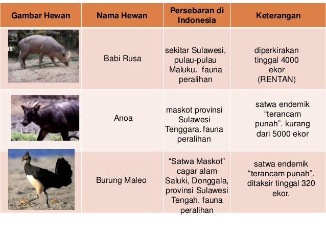 Contoh Gambar  Fauna Asiatis Australis  Dan Peralihan 