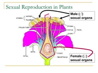 Sexual Reproduction in Plants
Female (♀)
sexual organs
Male (♂)
sexual organs
 