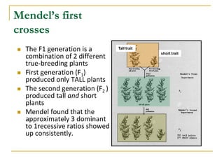 Mendel’s first
crosses
 The F1 generation is a
combination of 2 different
true-breeding plants
 First generation (F1)
produced only TALL plants
 The second generation (F2 )
produced tall and short
plants
 Mendel found that the
approximately 3 dominant
to 1recessive ratios showed
up consistently.
short trait
Tall trait
 