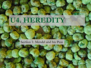 U4. HEREDITY
Section 1: Mendel and his Peas
 