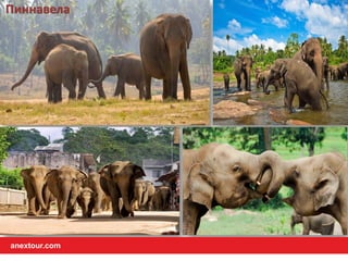 Пиннавела
anextour.com
 