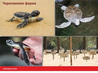 Черепаховая ферма
anextour.com
 