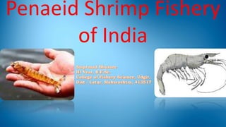 Penaeid Shrimp Fishery
of India
 
