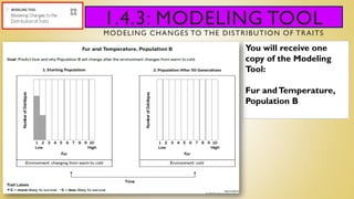 1.4.3: MODELING TOOL
MODELING CHANGES TO THE DISTRIBUTION OF TRAITS
You will receive one
copy of the Modeling
Tool:
Fur andTemperature,
Population B
 