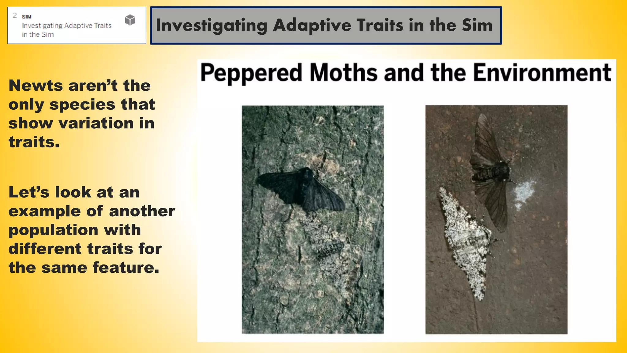 Investigating Adaptive Traits in the Sim
Newts aren’t the
only species that
show variation in
traits.
Let’s look at an
example of another
population with
different traits for
the same feature.
 