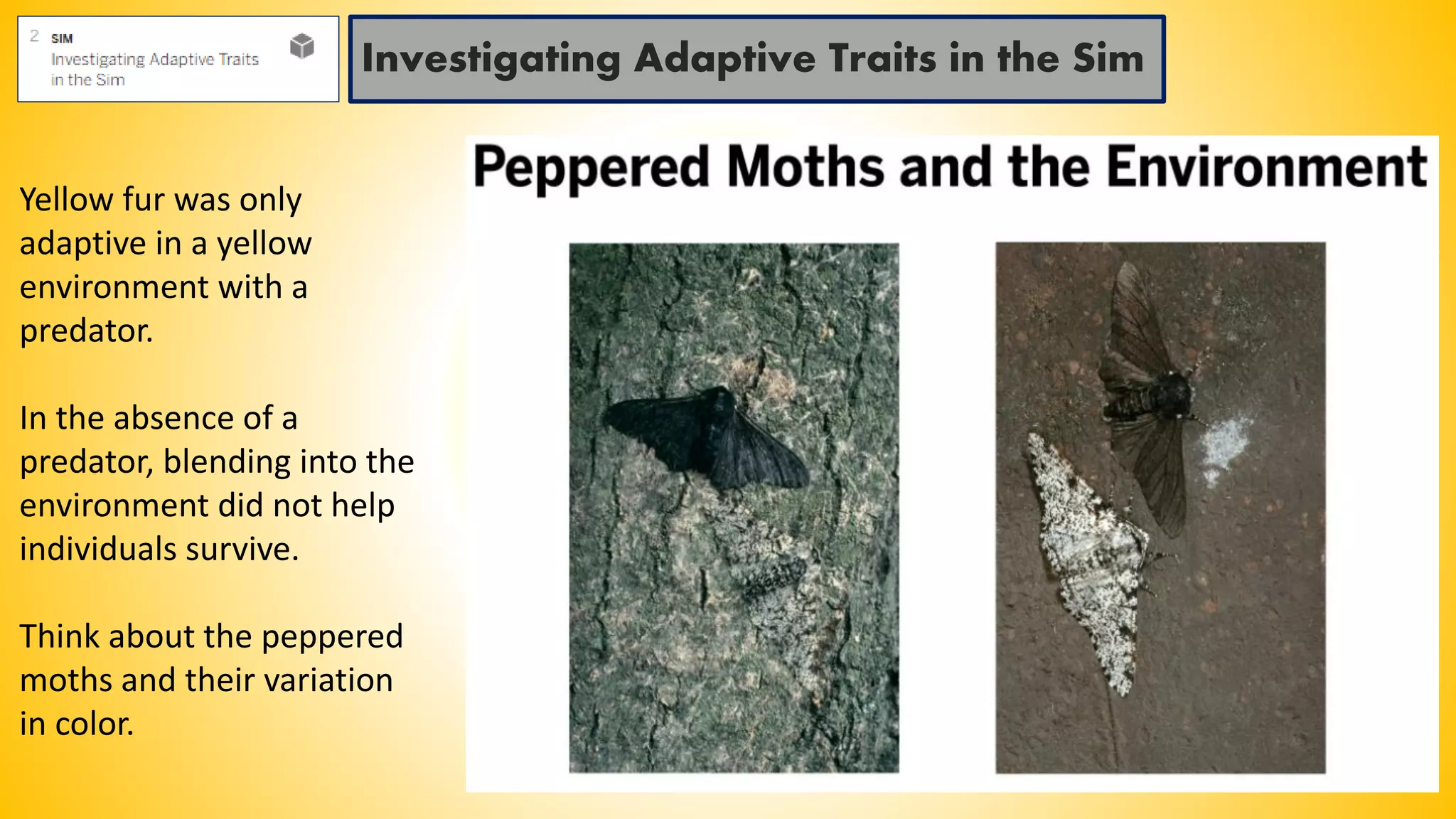 Investigating Adaptive Traits in the Sim
Yellow fur was only
adaptive in a yellow
environment with a
predator.
In the absence of a
predator, blending into the
environment did not help
individuals survive.
Think about the peppered
moths and their variation
in color.
 