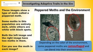 Investigating Adaptive Traits in the Sim
These images show a
type of moth called a
peppered moth.
Some moths in this
population are entirely
dark, while others are
white with black spots.
Both the left image and
the right image have
two moths in them.
Can you see the moth in
each image?
Depending on the color of the environment,
some peppered moths are camouflaged and
can blend into their environments.
 