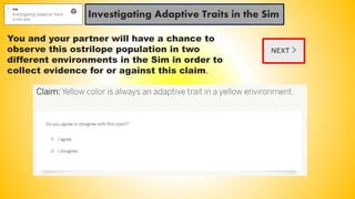 Investigating Adaptive Traits in the Sim
You and your partner will have a chance to
observe this ostrilope population in two
different environments in the Sim in order to
collect evidence for or against this claim.
 