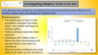 Investigating Adaptive Traits in the Sim
Let’s discuss your results by considering how the environments were different and
whether yellow color was always an adaptive trait.
Environment A:
• The distribution of traits in the
population changes from blue,
green, and yellow ostrilopes to
entirely yellow.
• Yellow ostrilopes become more
common.
• Ostrilopes with Yellow Color 7
blend into their environment and
are less likely to be eaten by
carnithons.
• Blue and green ostrilopes are most
likely to be eaten by the carnithons.
 