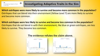 Investigating Adaptive Traits in the Sim
Which ostrilopes were more likely to survive and become more common in the population?
Ostrilopes that can blend into their environment (Yellow Level 7) are more likely to survive
and become more common.
Which ostrilopes were less likely to survive and become less common in the population?
Ostrilopes that do not blend in with their environment, like blue or green ostrilopes, are less
likely to survive. They become less common.
The evidence refutes the claim above.
 