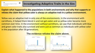 Investigating Adaptive Traits in the Sim
Explain what happened to the populations in both environments and why that supports or
refutes the claim that yellow color is always an adaptive trait in a yellow environment.
Yellow was an adaptive trait in only one of the environments. In the environment with
carnithons, it helped them blend in and not get eaten and so yellow color became more
common over time. In the environment without carnithons, we saw that individuals with blue
and green color traits also survived and were just as common as individuals with yellow color
in the population after 50 generations.
The evidence refutes the claim above.
 