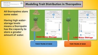 Modeling Trait Distribution in Thornpalms
All thornpalms store
some water.
Having high water-
storage levels
means a thornpalm
has the capacity to
store a greater
amount of water.
HIGH Water Storage LOW Water Storage
THICK TRUNK AT BASE THIN TRUNK AT BASE
 