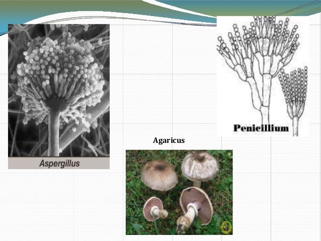 Diversity In Living Organism