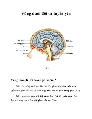 Vùng dưới đồi và tuyến yên
Hình 1
Vùng dưới đồi và tuyến yên ở đâu?
Não của chúng ta được chia làm bốn phần: đại não, thân não
(gồm não giữa, cầu não và hành tủy), tiểu não và não trung gian (H.1).
Não trung gian gồm đồi thị, vùng dưới đồi và tuyến yên. Bạn
đọc vui lòng xem thêm giải phẫu não để rõ hơn.
 
