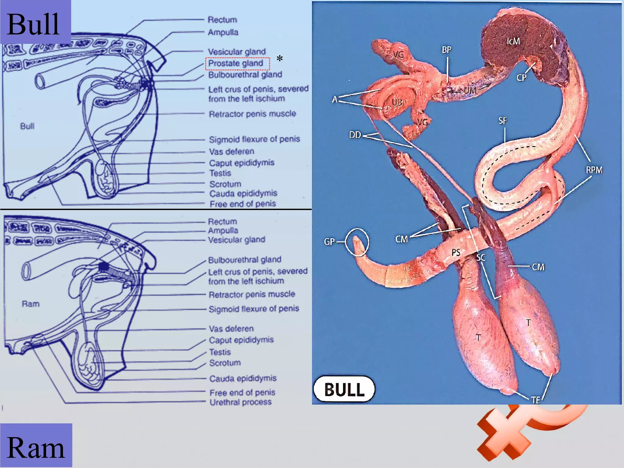 Presentation: Comparative Reproductive | PPT