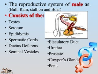 Presentation: Comparative Reproductive