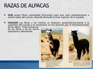 SURI posee fibras espiraladas formando rulos que caen paralelamente a
ambos lados del cuerpo, dejando desnuda la línea superior de la espalda
HUACAYA Las fibras y las mechas se disponen perpendicularmente a la
superficie del cuerpo y se mantienen en esa posición por el entrelazamiento
de las fibras. Tiene presencia de rizos pronunciados a lo largo de la extensión
de las fibras y de las mechas. En conjunto da la apariencia de un vellón
esponjoso y abundante.
 
