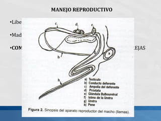 MANEJO REPRODUCTIVO
•Liberación prepucial: 2 años
•Madurez sexual macho : 2 años y medio
•COMPORAMIENTO SEXUAL: CORRETEO, GRITOS, OREJAS
 