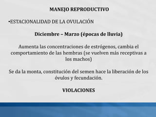 MANEJO REPRODUCTIVO
•ESTACIONALIDAD DE LA OVULACIÓN
Diciembre – Marzo (épocas de lluvia)
Aumenta las concentraciones de estrógenos, cambia el
comportamiento de las hembras (se vuelven más receptivas a
los machos)
Se da la monta, constitución del semen hace la liberación de los
óvulos y fecundación.
VIOLACIONES
 