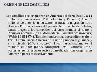 Los camélidos se originaron en América del Norte hace 9 a 11
millones de años atrás (Tribus Lamini y Camelini). Hace 3
millones de años, la Tribu Camelini inicia la migración hacia
el Asia y Europa, a través del puente del Estrecho de Behring,
dando origen a los camélidos del viejo mundo: el camello
(Camelus bactrianus) y el dromedario (Camelus dromedarius)
(Webb 1965,1974). Tambien emigraron, descendientes de la
Tribu Lamini, hacia América del sur, originando al guanaco y
a la vicuña (CSA silvestres) hace aproximadamente 2
millones de años (López Aranguren 1930; Cabrera 1932).
Posteriormente estas especies domesticadas dan origen a las
llamas y alpacas respectivamente
 