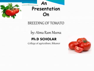 An
Presentation
On
BREEDING OF TOMATO
by: Atma Ram Meena
Ph.D SCHOLAR
College of agriculture, Bikaner
 
