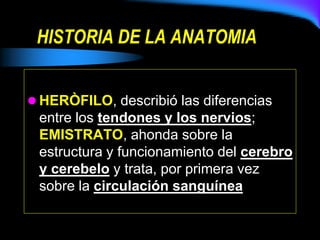 HISTORIA DE LA ANATOMIA
 HERÒFILO, describió las diferencias
entre los tendones y los nervios;
EMISTRATO, ahonda sobre la
estructura y funcionamiento del cerebro
y cerebelo y trata, por primera vez
sobre la circulación sanguínea
 