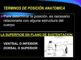 TERMINOS DE POSICIÓN ANATOMICA
 Para determinar la posición, es necesario
relacionarla con alguna estructura del
cuerpo
_________________________________
LA SUPERFICIE EN PLANO DE SUSTENTACION
• VENTRAL O INFERIOR
• DORSAL O SUPERIOR
 