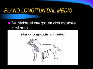 PLANO LONGITUNIDAL MEDIO
 Se divide el cuerpo en dos mitades
similares
 