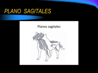 PLANO SAGITALES
 