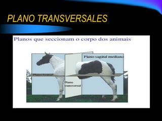 PLANO TRANSVERSALES
 