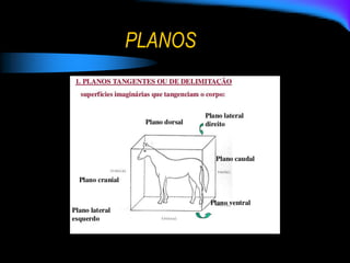 PLANOS
 