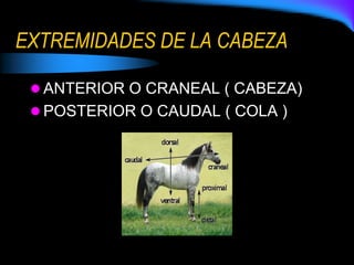 EXTREMIDADES DE LA CABEZA
 ANTERIOR O CRANEAL ( CABEZA)
 POSTERIOR O CAUDAL ( COLA )
 