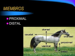 MIEMBROS
 PROXIMAL
 DISTAL
 