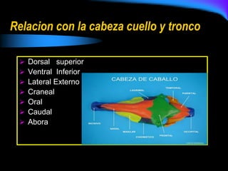 Relacion con la cabeza cuello y tronco
 Dorsal superior
 Ventral Inferior
 Lateral Externo
 Craneal
 Oral
 Caudal
 Abora
 