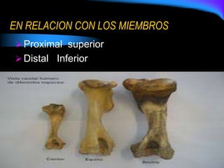 EN RELACION CON LOS MIEMBROS
Proximal superior
Distal Inferior
 