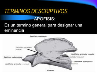 TERMINOS DESCRIPTIVOS
APOFISIS:
Es un termino general para designar una
eminencia
 