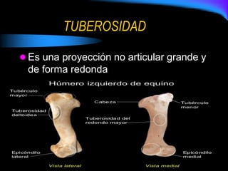 TUBEROSIDAD
 Es una proyección no articular grande y
de forma redonda
 