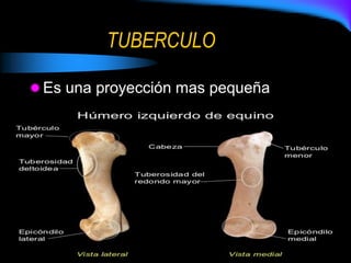 TUBERCULO
 Es una proyección mas pequeña
 