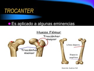 TROCANTER
 Es aplicado a algunas eminencias
 