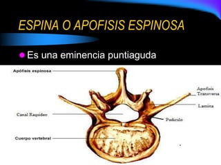 ESPINA O APOFISIS ESPINOSA
 Es una eminencia puntiaguda
 