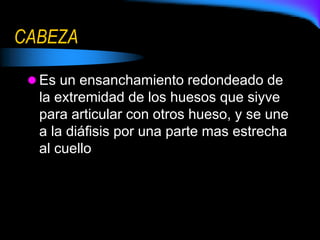 CABEZA
 Es un ensanchamiento redondeado de
la extremidad de los huesos que siyve
para articular con otros hueso, y se une
a la diáfisis por una parte mas estrecha
al cuello
 