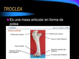 TROCLEA
 Es una masa articular en forma de
polea
 